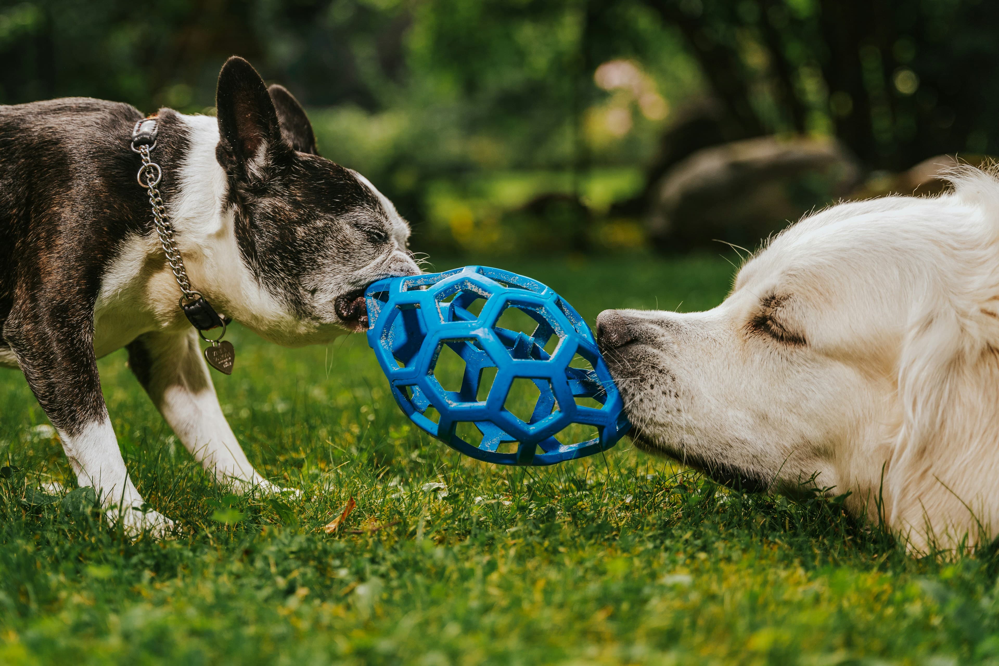 Two shelter dogs playing tug-of-war with a blue ball toy on the grass